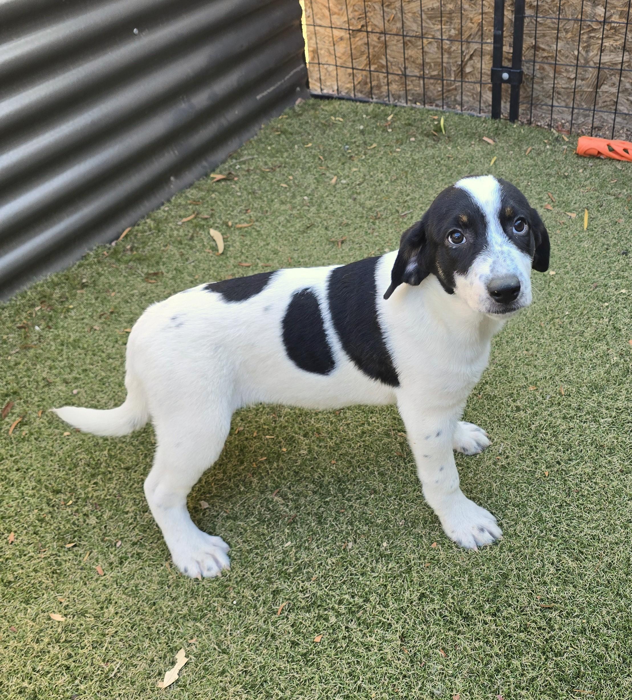 Enlarge Locket, an adoptable mixed breed in Apache Junction, AZ image 2/3