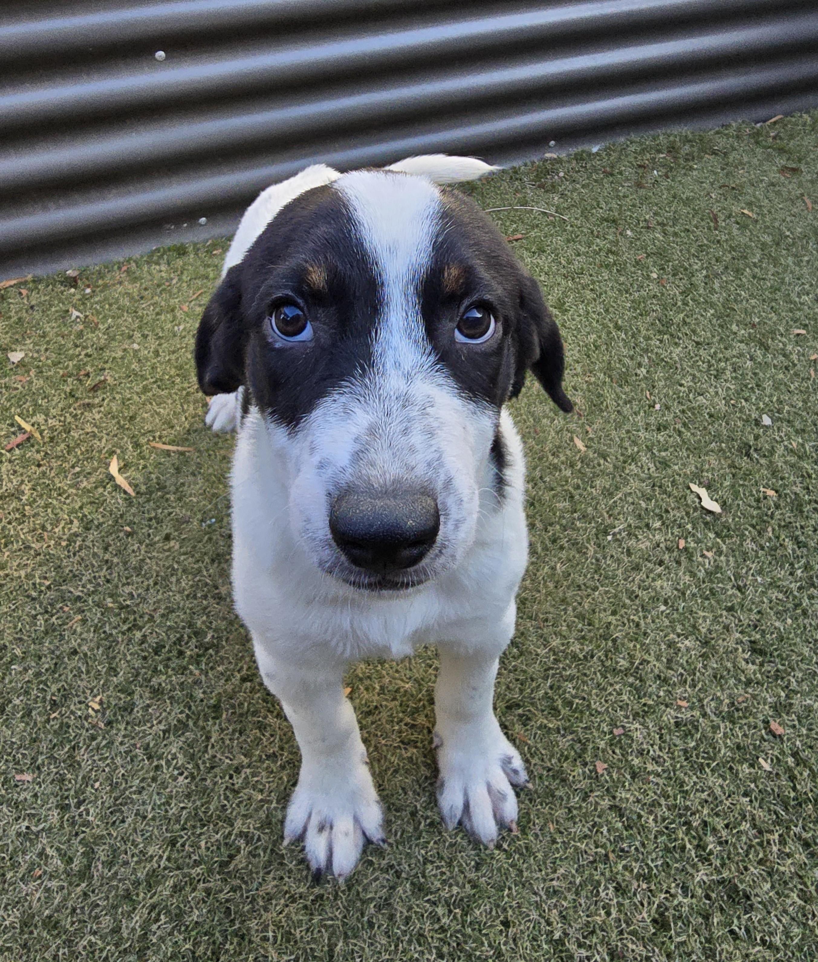 Enlarge Locket, an adoptable mixed breed in Apache Junction, AZ image 3/3