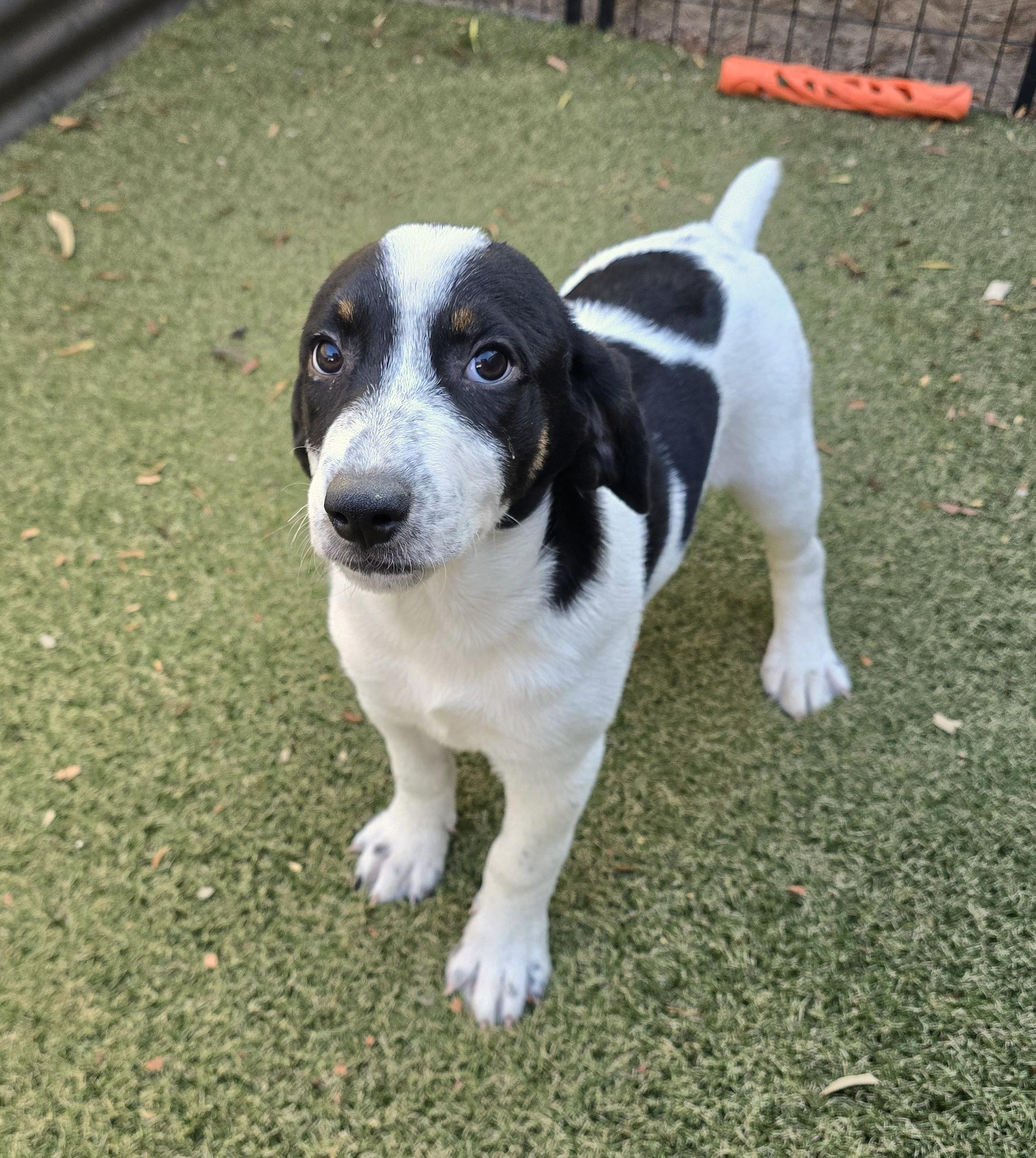 Locket, adoptable, Puppy Female Labrador Retriever & Pointer.