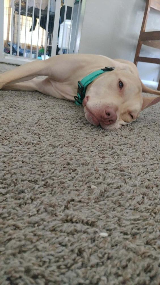 Enlarge Dalton, a Adoptable mixed breed in Bremen, OH image 1/3