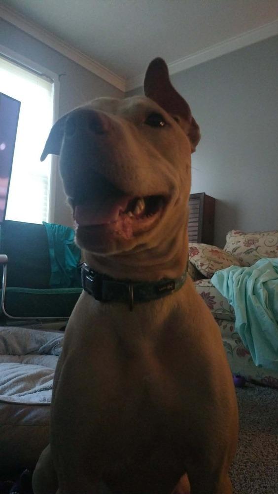 Enlarge Dalton, a Adoptable mixed breed in Bremen, OH image 3/3