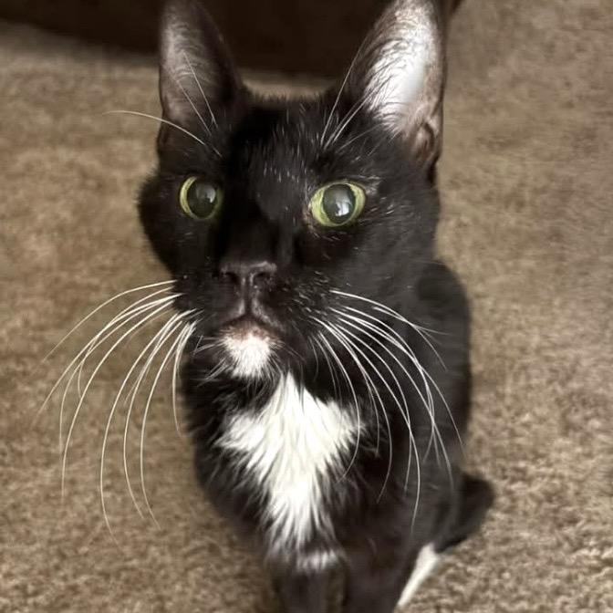 Riot, Adoptable, Senior Male Domestic Short Hair.