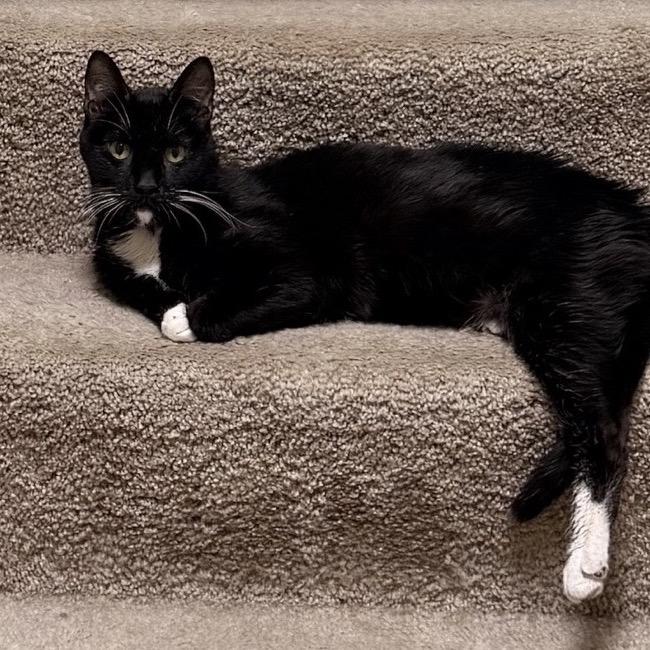 Riot, a Adoptable Domestic Short Hair in Wheeling, IL image 2/6