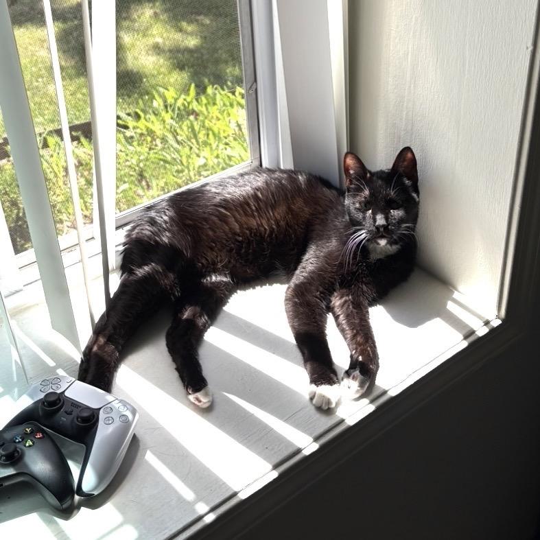 Riot, a Adoptable Domestic Short Hair in Wheeling, IL image 3/6