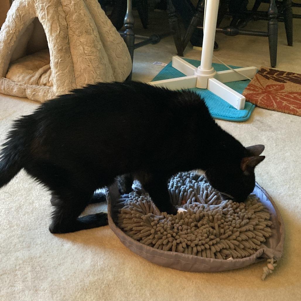 Riot, a Adoptable Domestic Short Hair in Wheeling, IL image 4/6