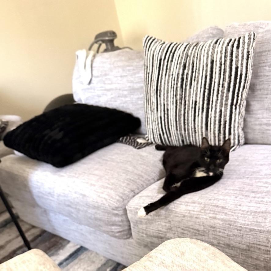 Riot, a Adoptable Domestic Short Hair in Wheeling, IL image 5/6