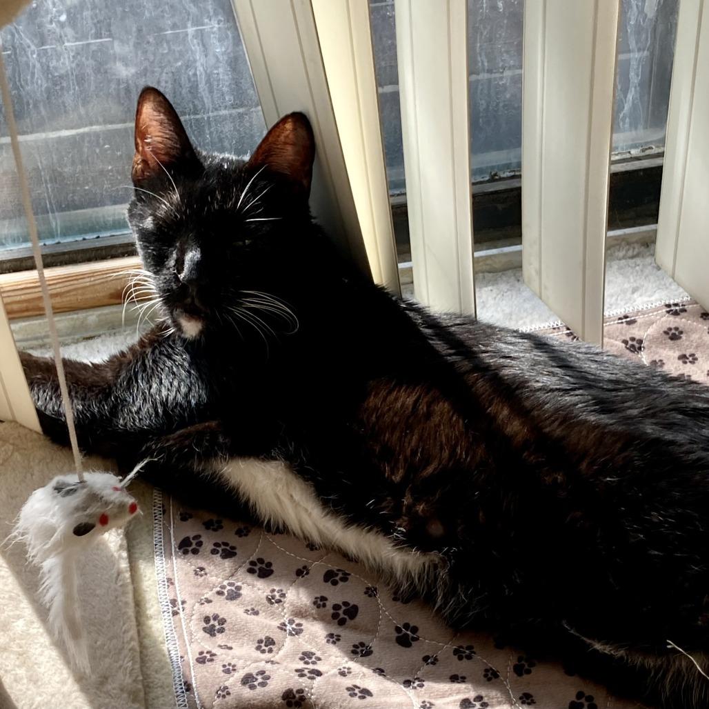 Riot, a Adoptable Domestic Short Hair in Wheeling, IL image 6/6