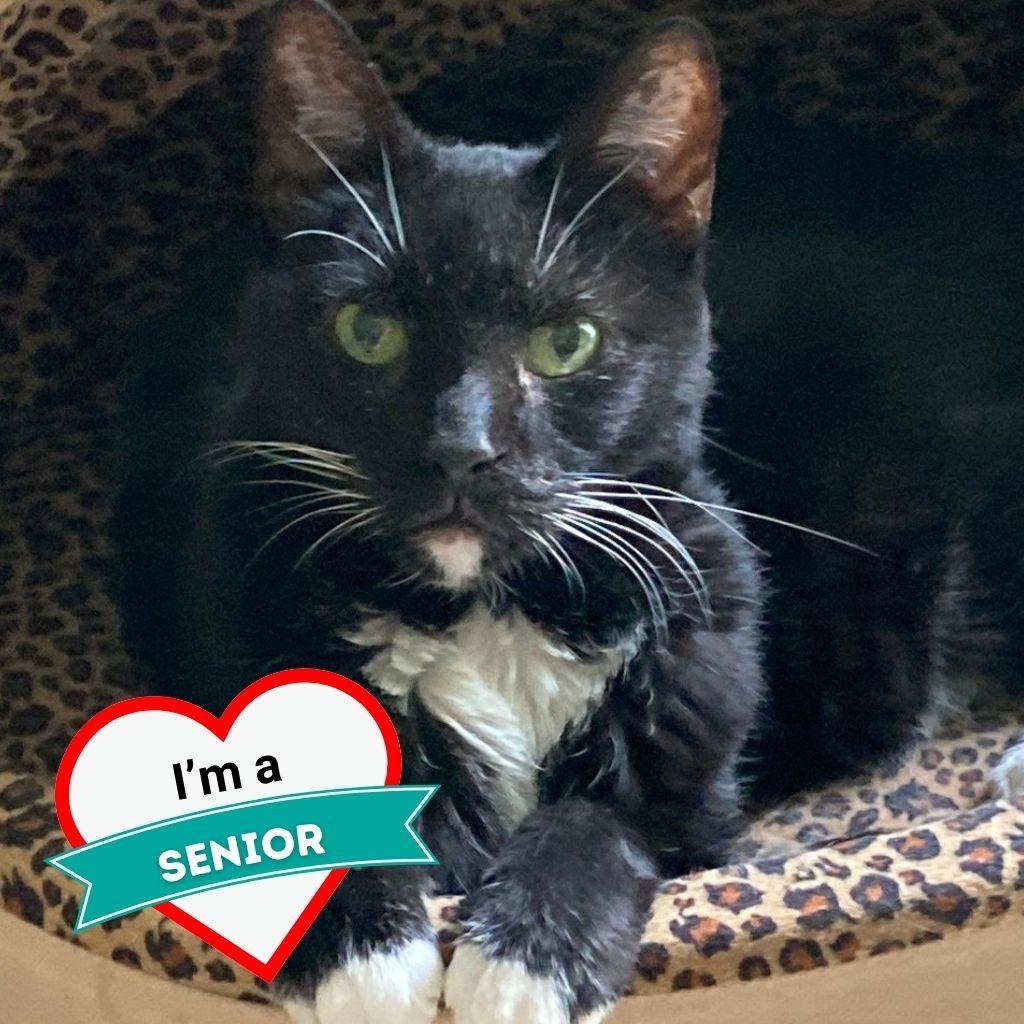 Enlarge Wyatt, a Adoptable Domestic Short Hair in Wheeling, IL image 6/6