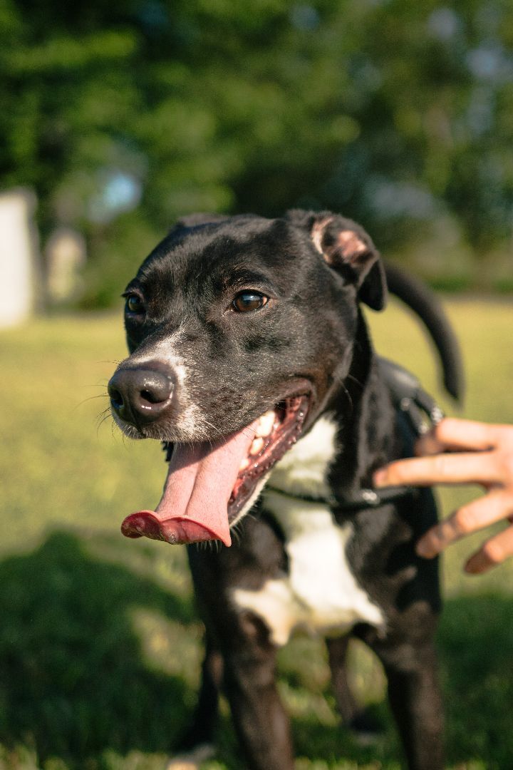 Denmark aka Denny (Rescue)
