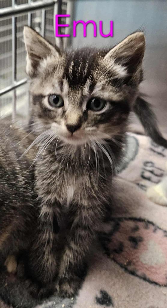 Enlarge Emu ( Faith ), a Adoptable mixed breed in Republic, MO image 1/1