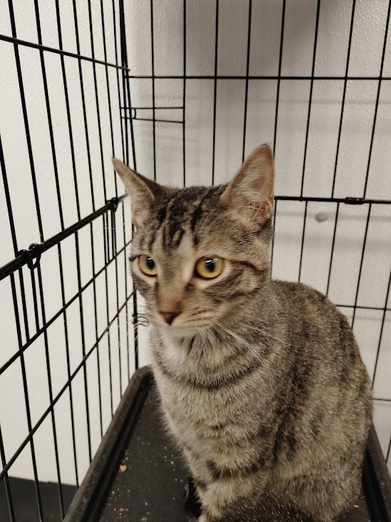 Emu ( Faith ), a Adoptable mixed breed in Republic, MO image 1/3