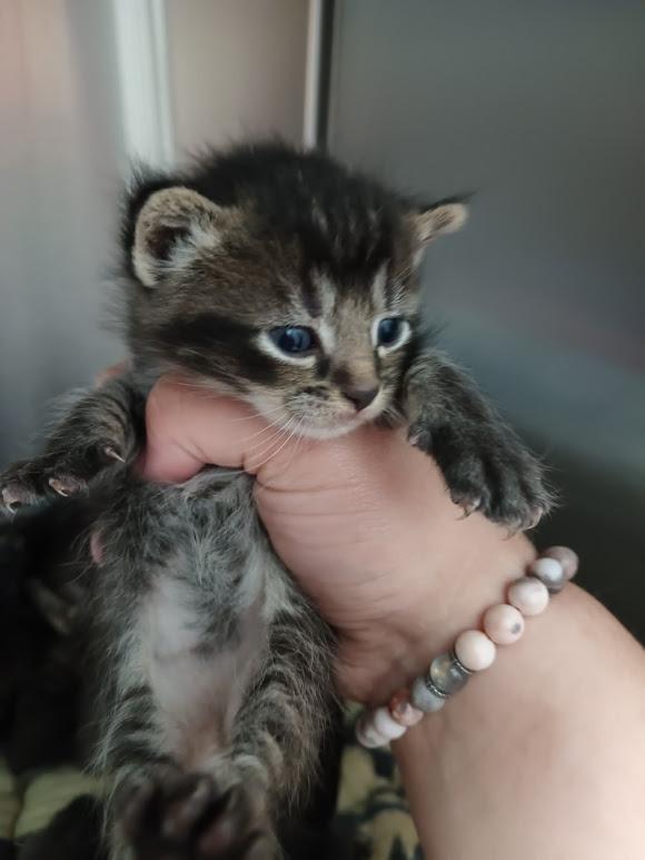 Emu ( Faith ), a Adoptable mixed breed in Republic, MO image 3/3