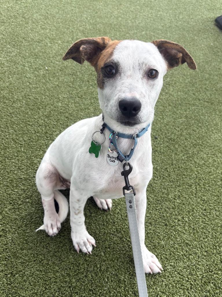 Buttercup, Adoptable, Puppy Female Mixed Breed.