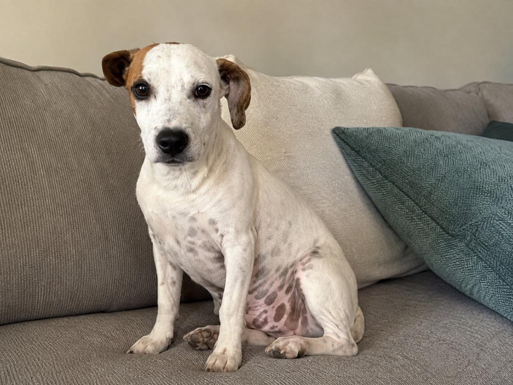 Enlarge Buttercup, a Adoptable mixed breed in North Syracuse, NY image 2/2