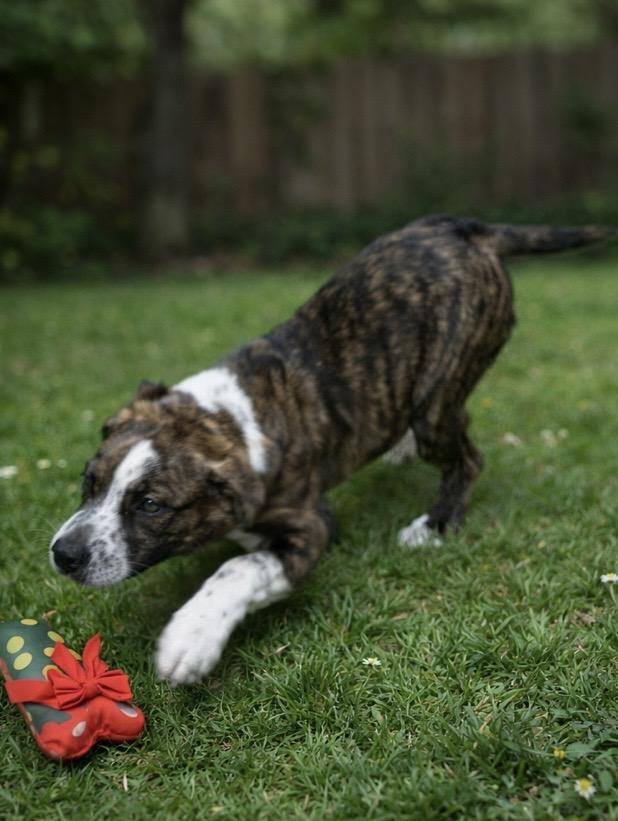 Enlarge Nelson, an adopted mixed breed in Newington, GA image 2/4