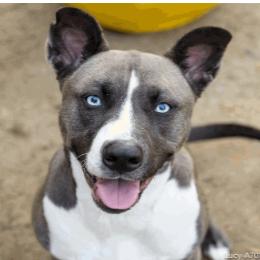 Enlarge Lucy, a Adoptable mixed breed in Turlock, CA image 1/6
