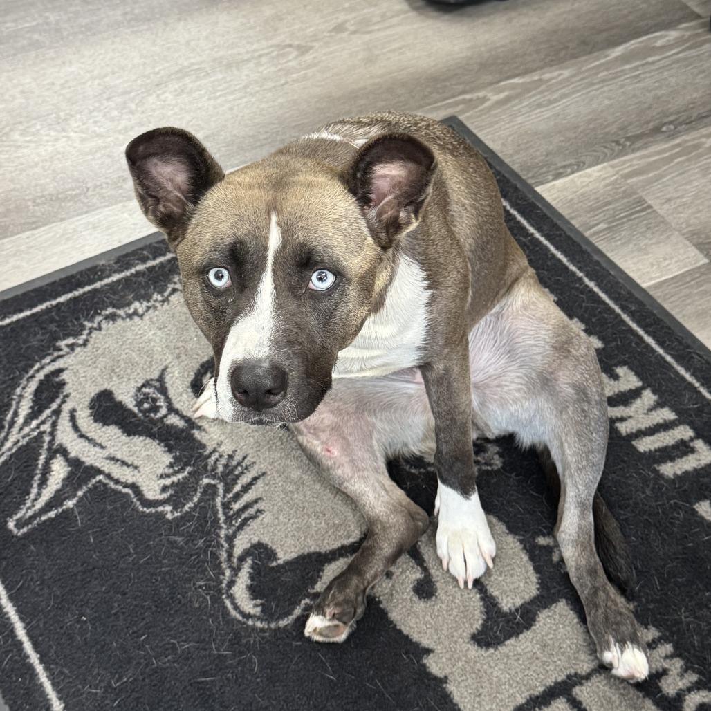 Enlarge Lucy, a Adoptable mixed breed in Turlock, CA image 2/6
