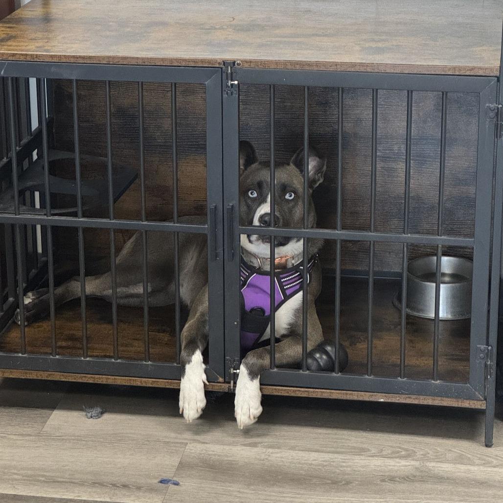 Enlarge Lucy, a Adoptable mixed breed in Turlock, CA image 3/6