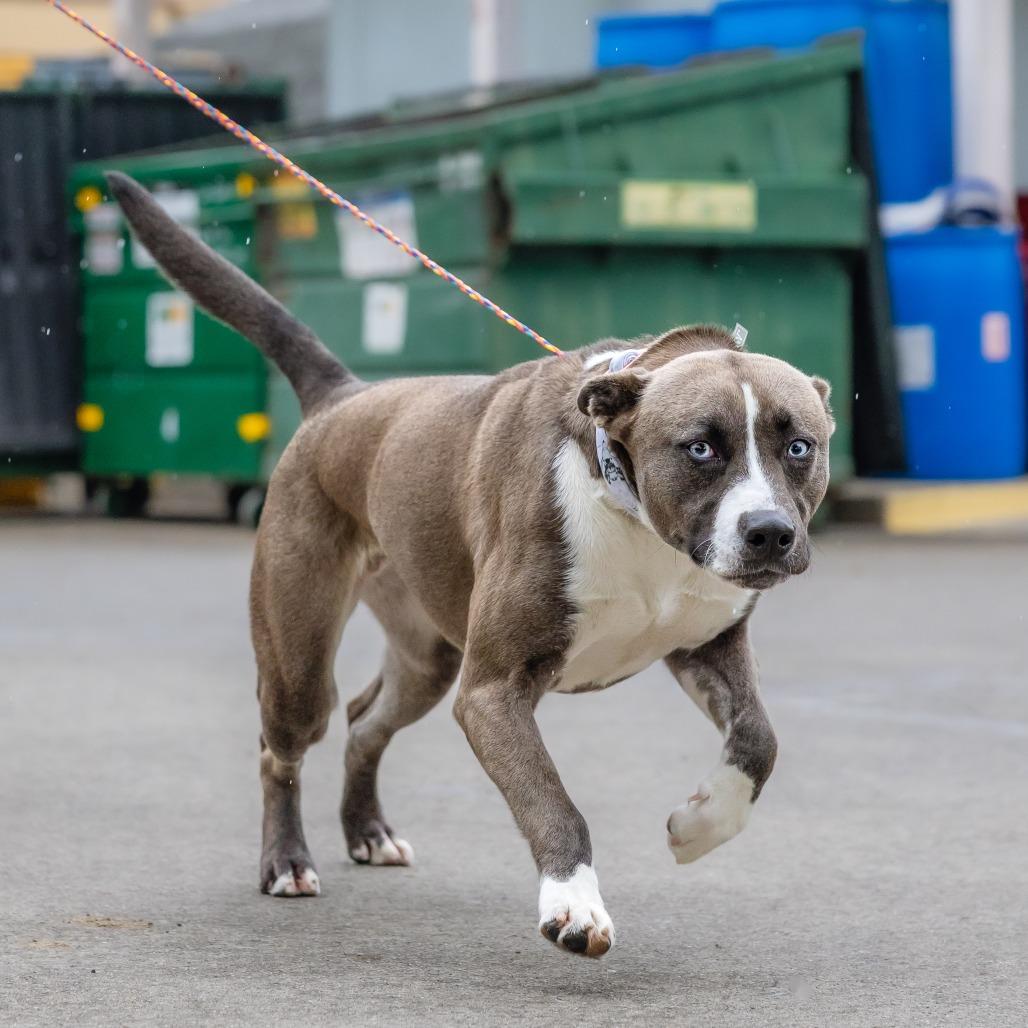 Enlarge Lucy, a Adoptable mixed breed in Turlock, CA image 4/6
