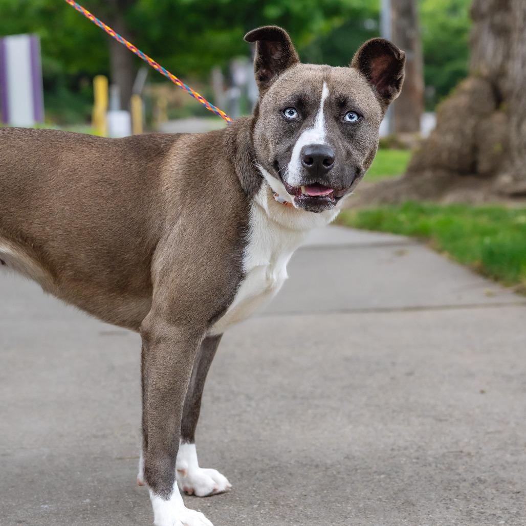 Enlarge Lucy, a Adoptable mixed breed in Turlock, CA image 5/6