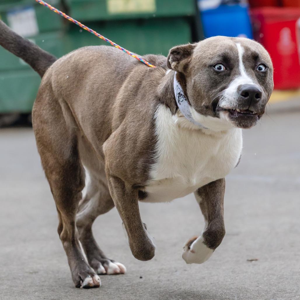 Enlarge Lucy, a Adoptable mixed breed in Turlock, CA image 6/6