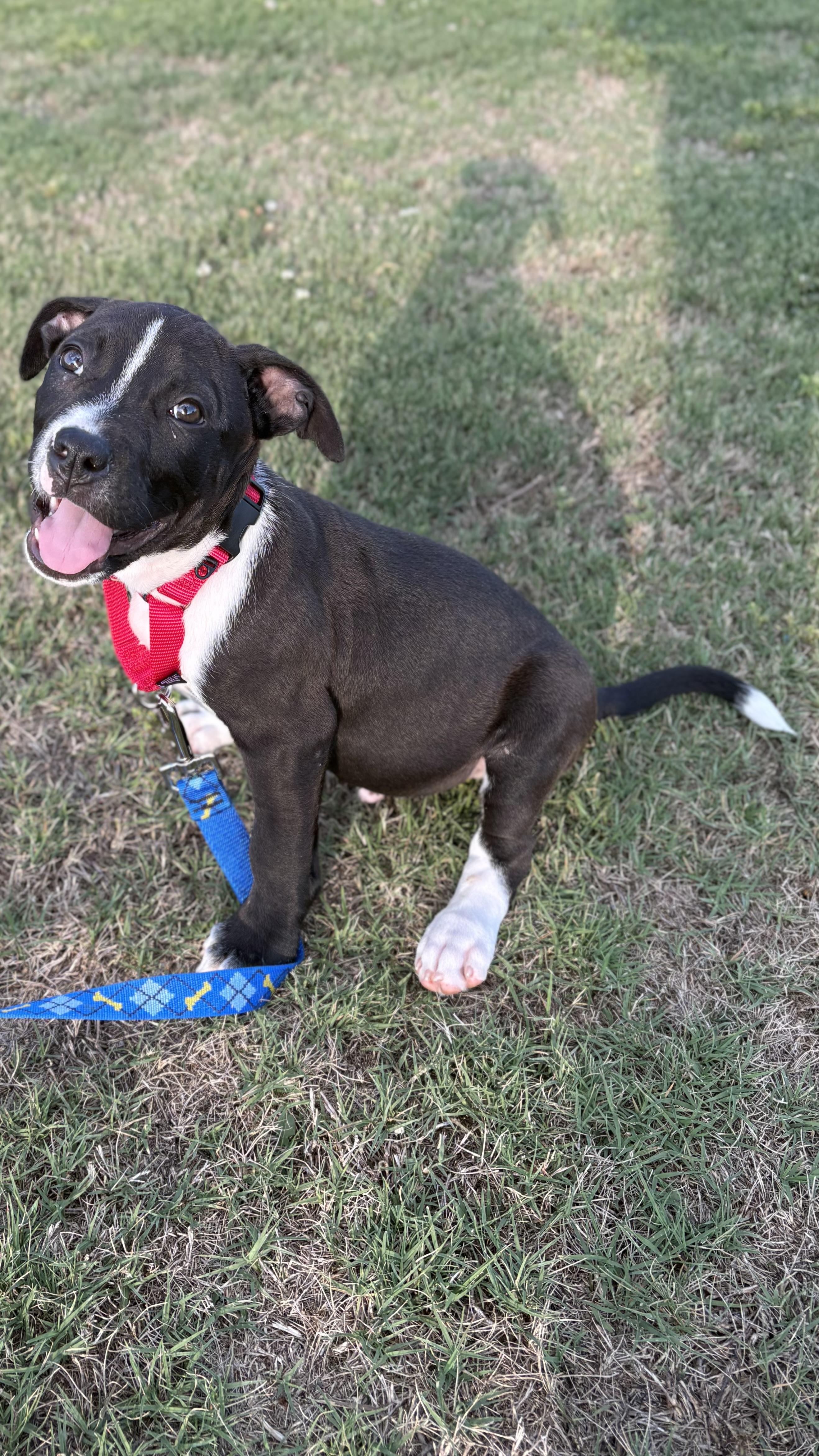 Kage, an adopted Pit Bull Terrier in Ayden, NC image 4/6
