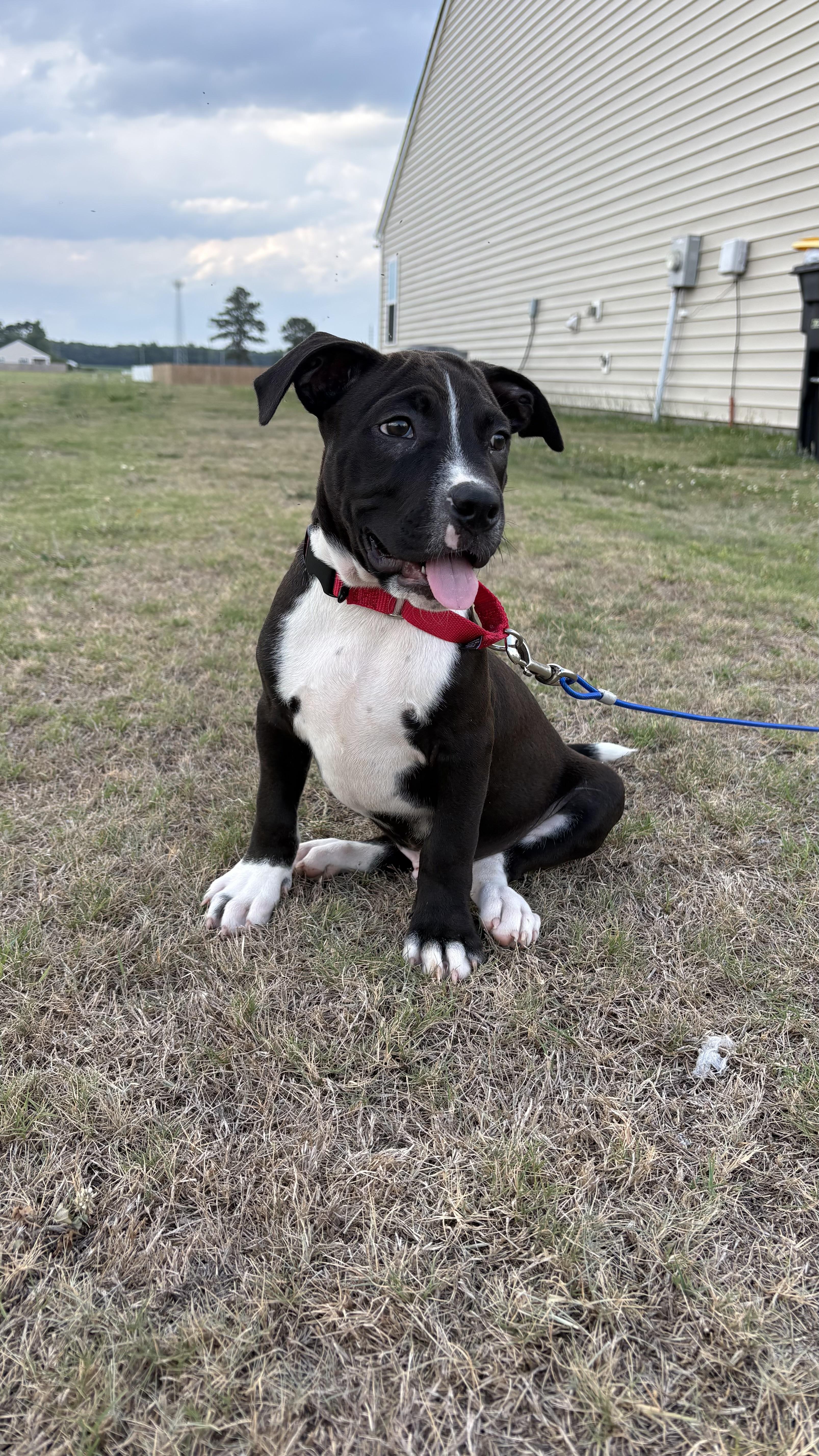 Kage, an adopted Pit Bull Terrier in Ayden, NC image 2/6