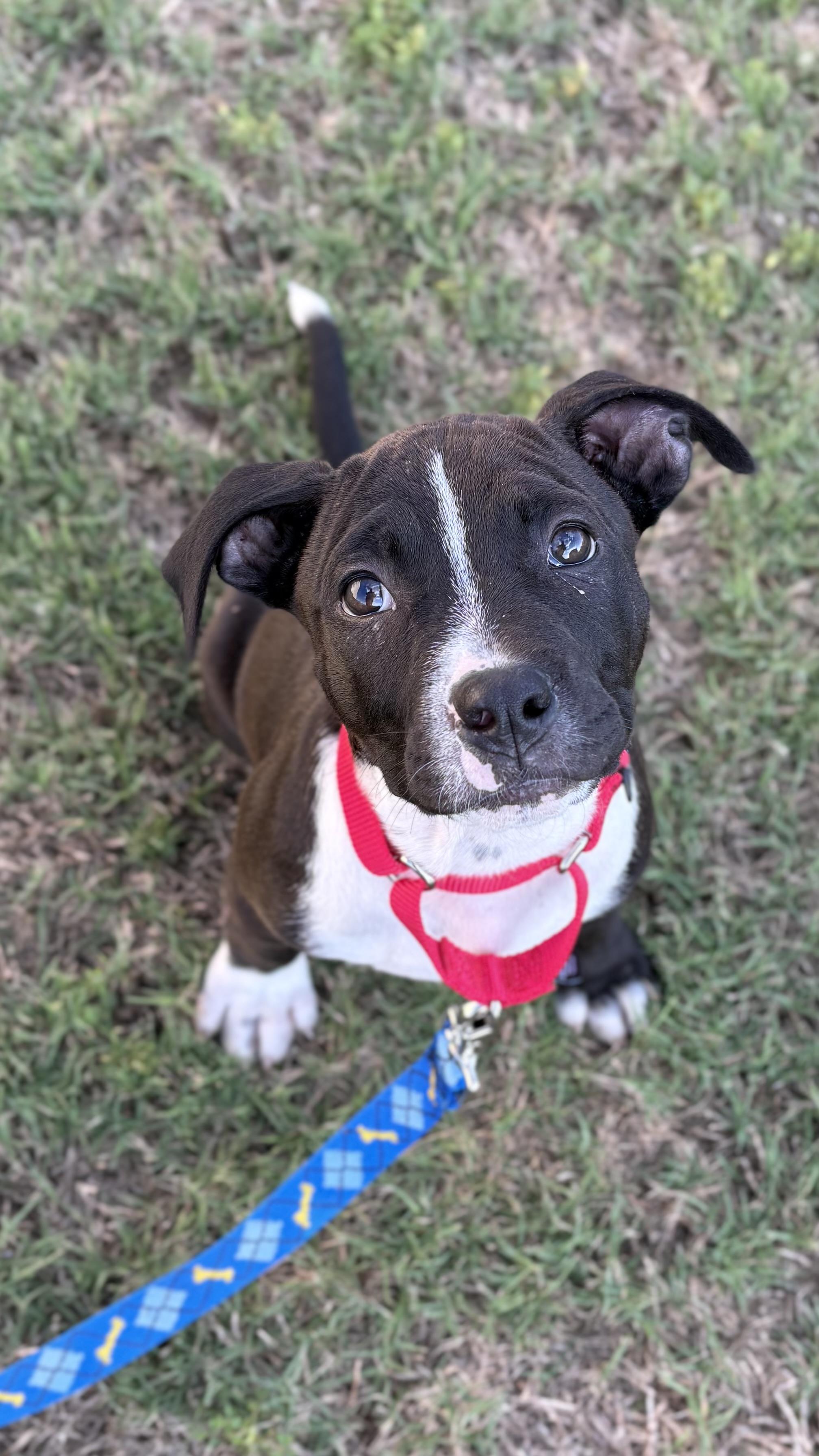 Kage, an adopted Pit Bull Terrier in Ayden, NC image 6/6