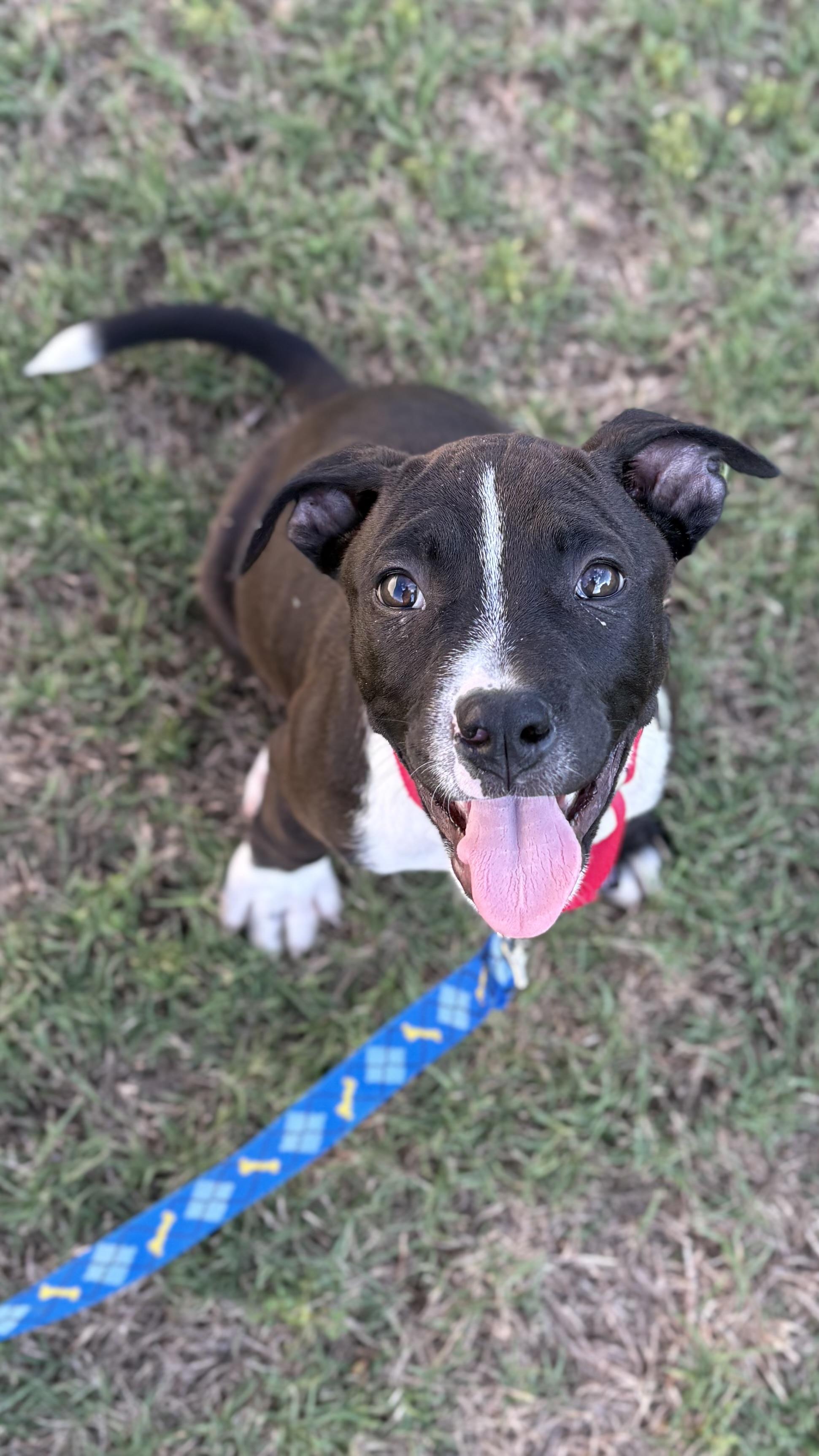 Kage, an adopted Pit Bull Terrier in Ayden, NC image 1/6