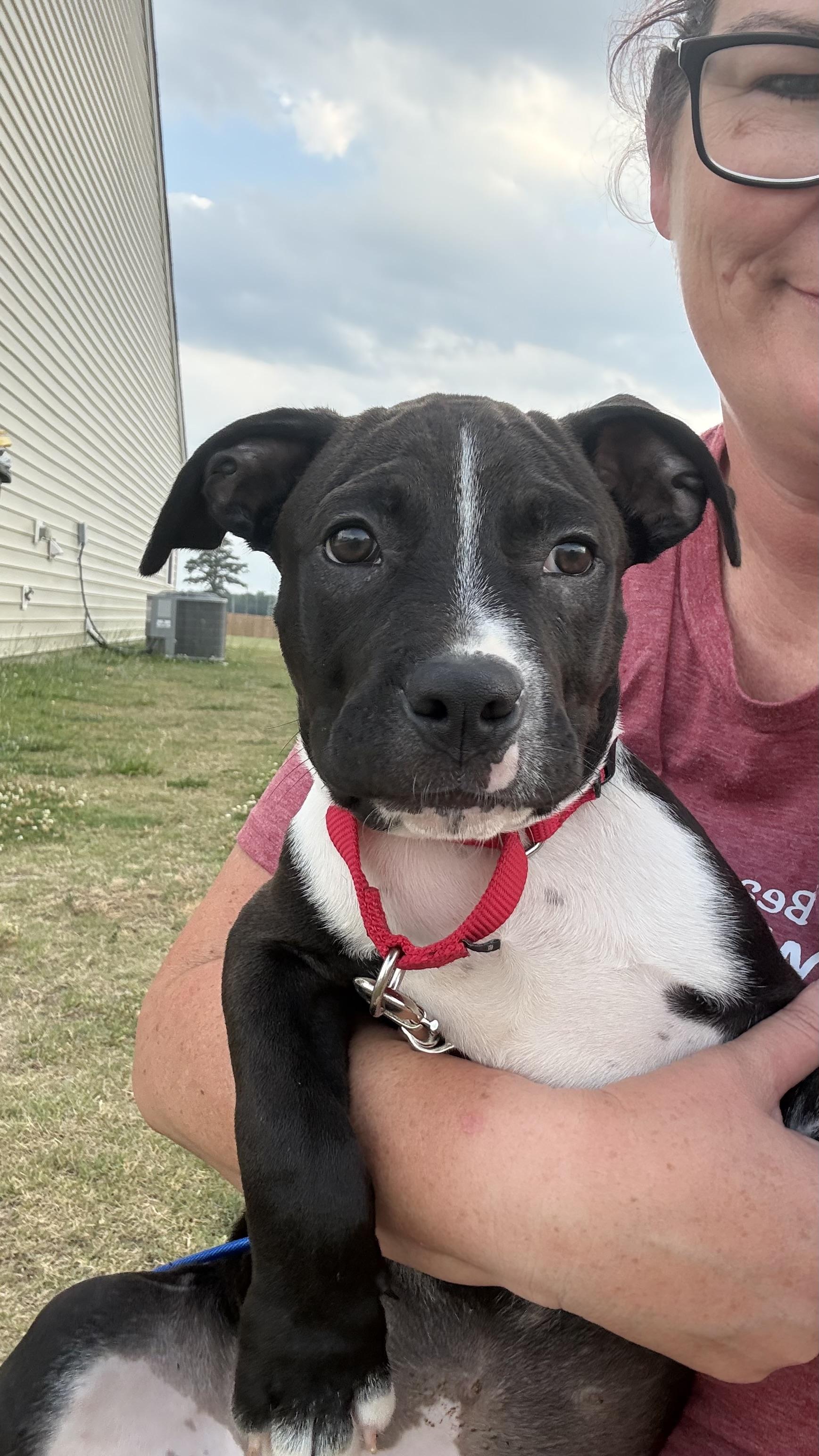 Kage, an adopted Pit Bull Terrier in Ayden, NC image 5/6