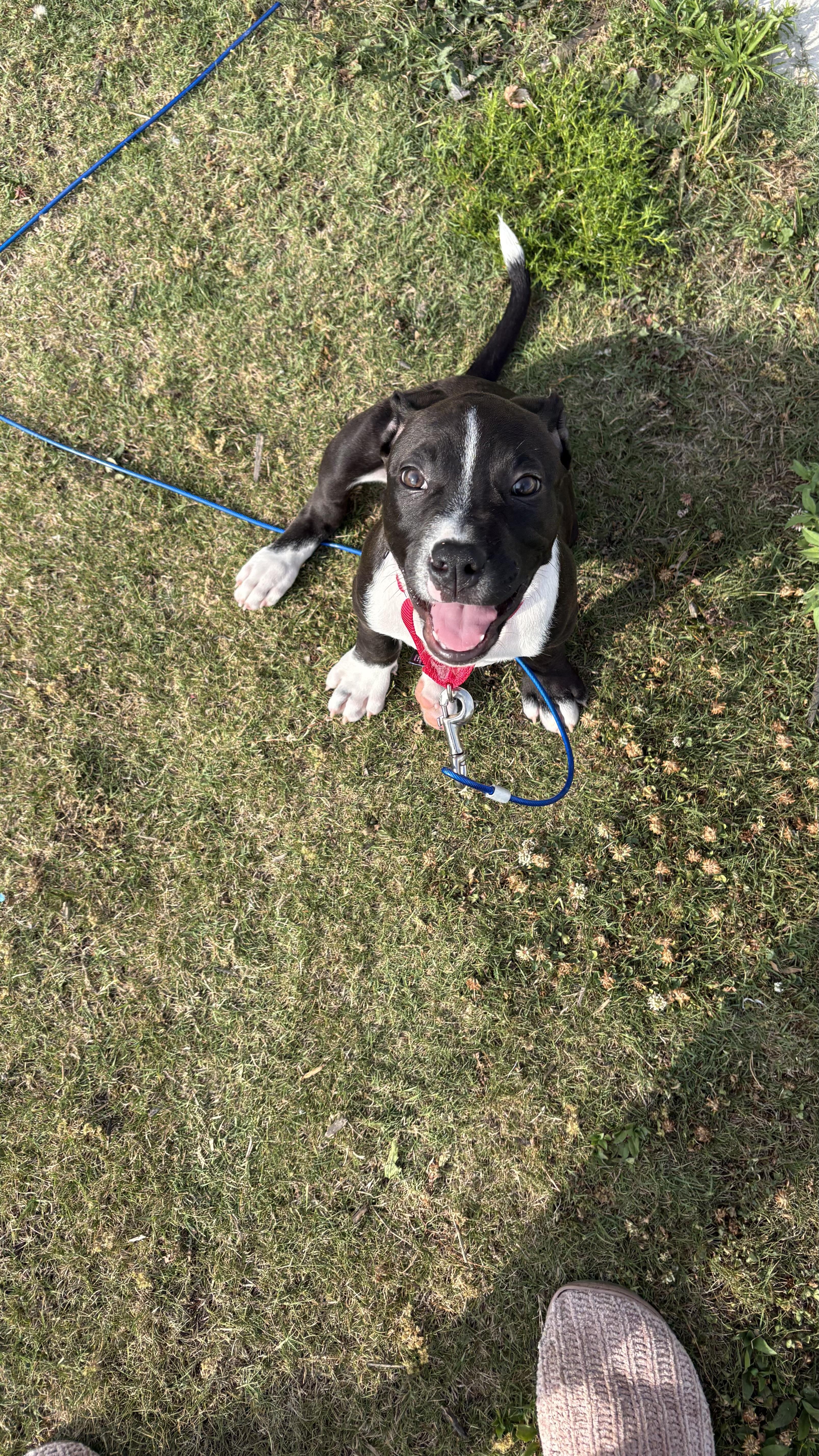 Kage, an adopted Pit Bull Terrier in Ayden, NC image 3/6