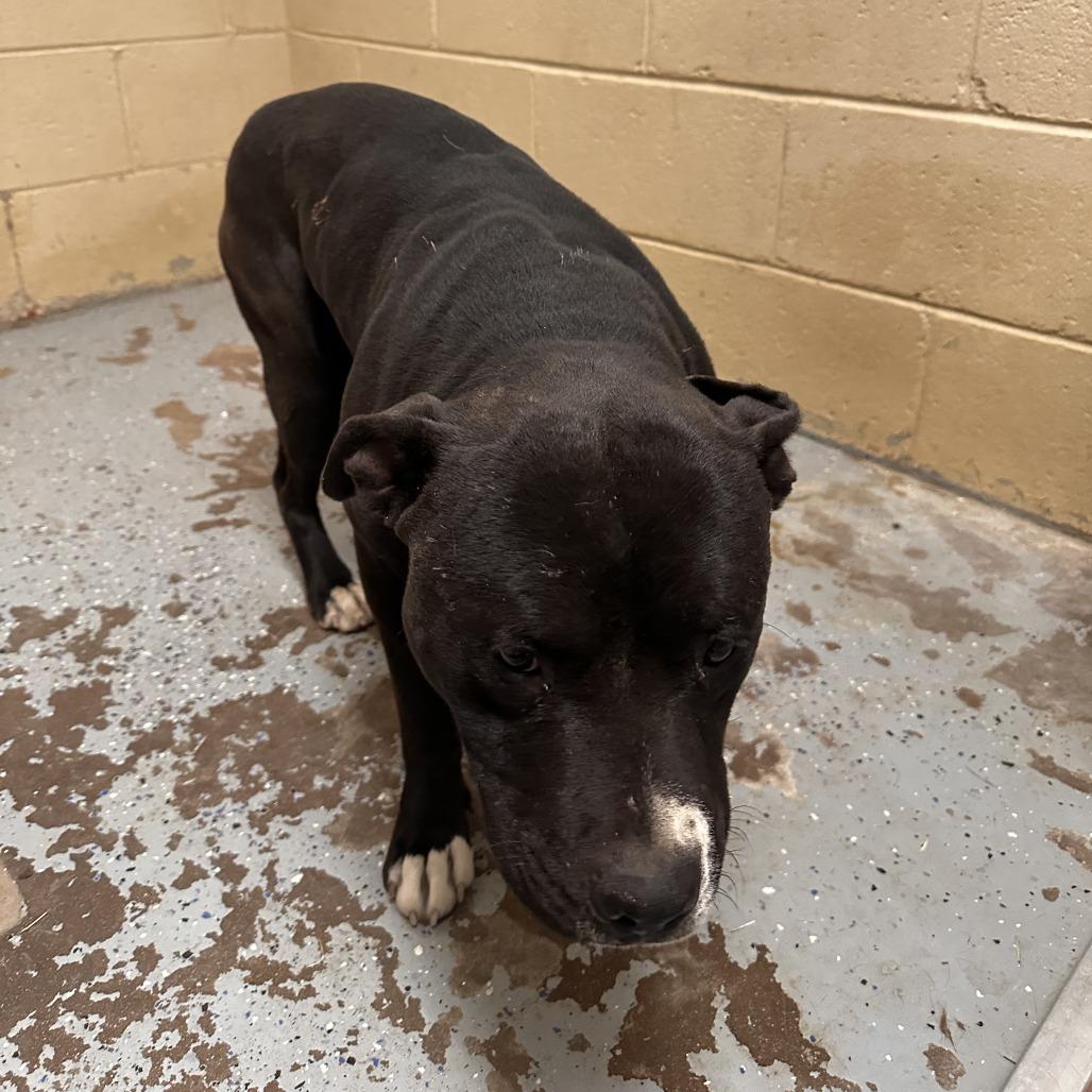 (CCSO) Shorty, Adoptable, Puppy Male Pit Bull Terrier.