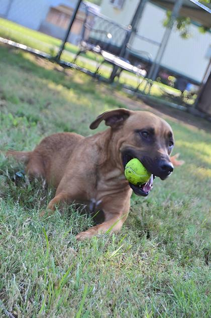 Boomer, Adoptable, Adult Male Mixed Breed & Mixed Breed.
