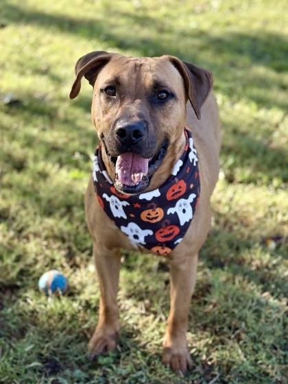 Boomer, Adoptable, Adult Male Mixed Breed & Mixed Breed.