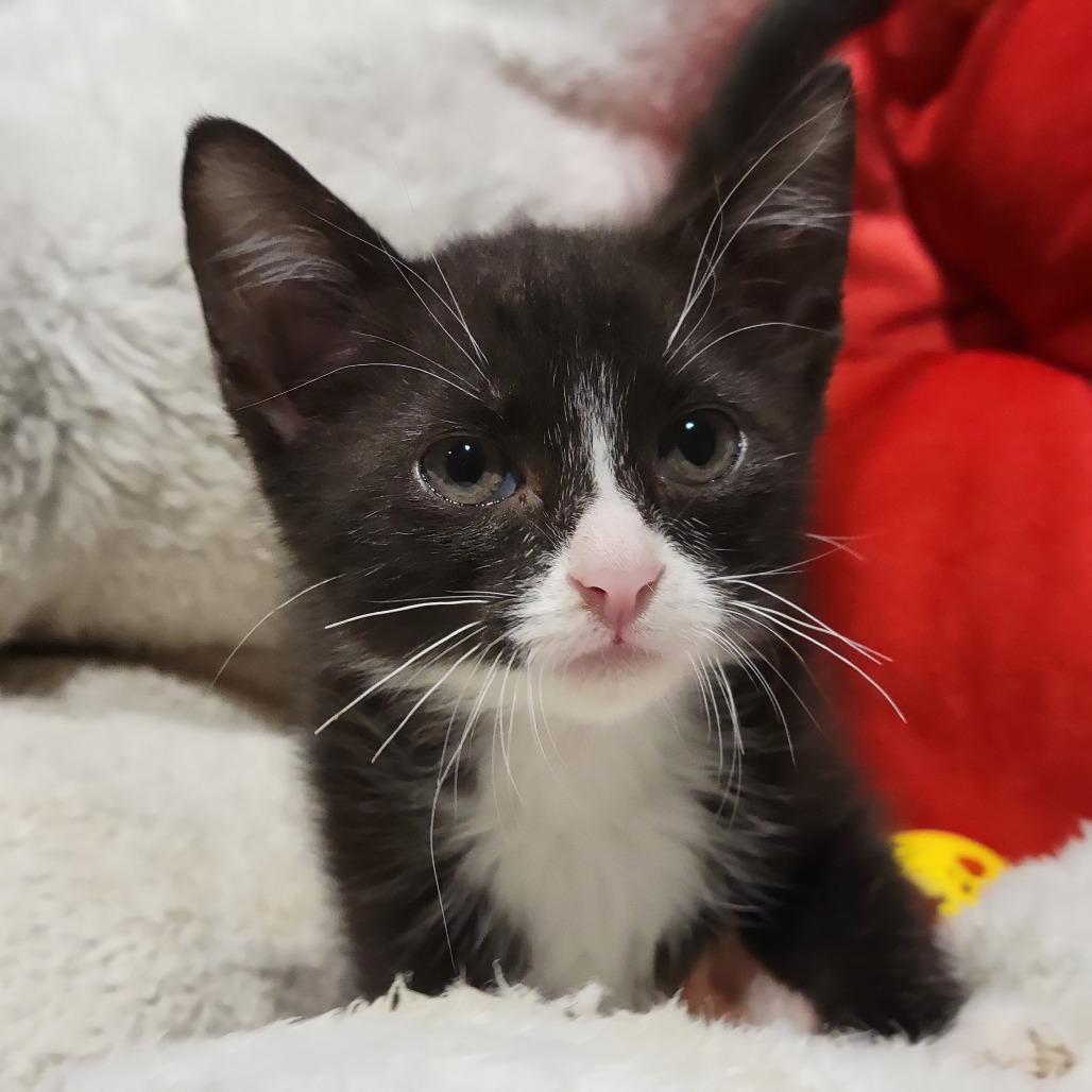 Enlarge Bessie, a Adoptable Domestic Short Hair in Sarasota, FL image 1/4