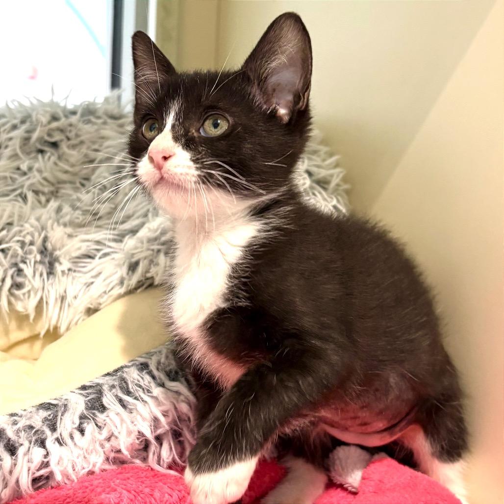 Enlarge Bessie, a Adoptable Domestic Short Hair in Sarasota, FL image 2/4