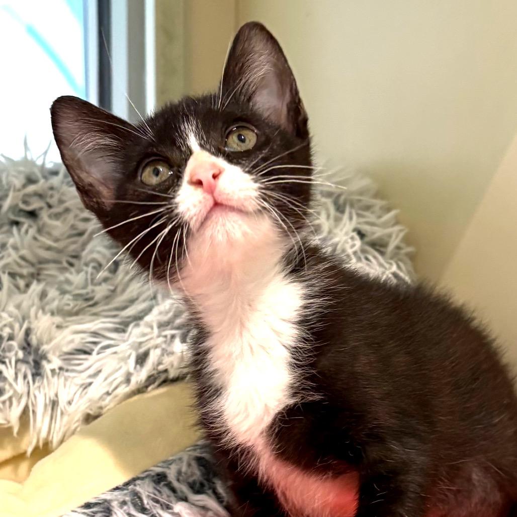 Enlarge Bessie, a Adoptable Domestic Short Hair in Sarasota, FL image 3/4