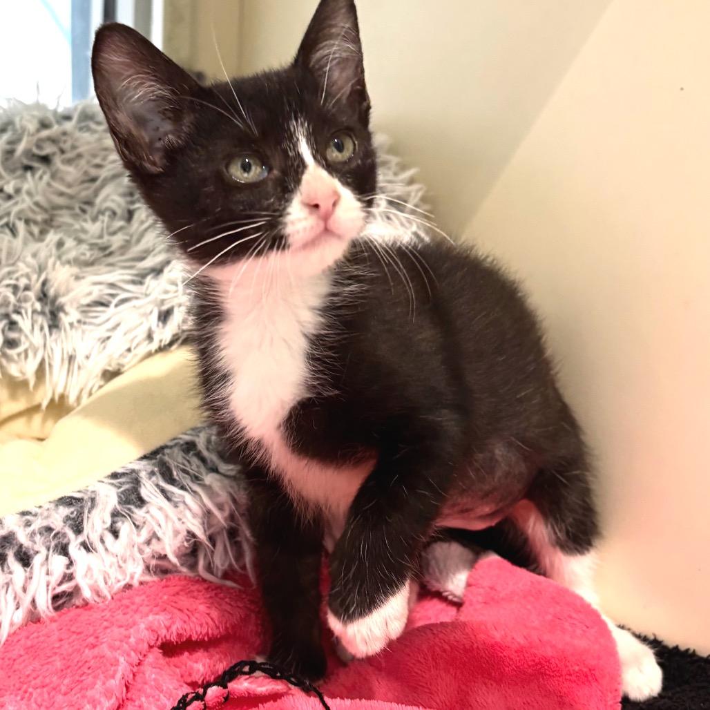 Enlarge Bessie, a Adoptable Domestic Short Hair in Sarasota, FL image 4/4