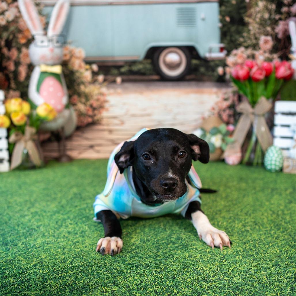 Karga, Adoptable, Young Female Mixed Breed.