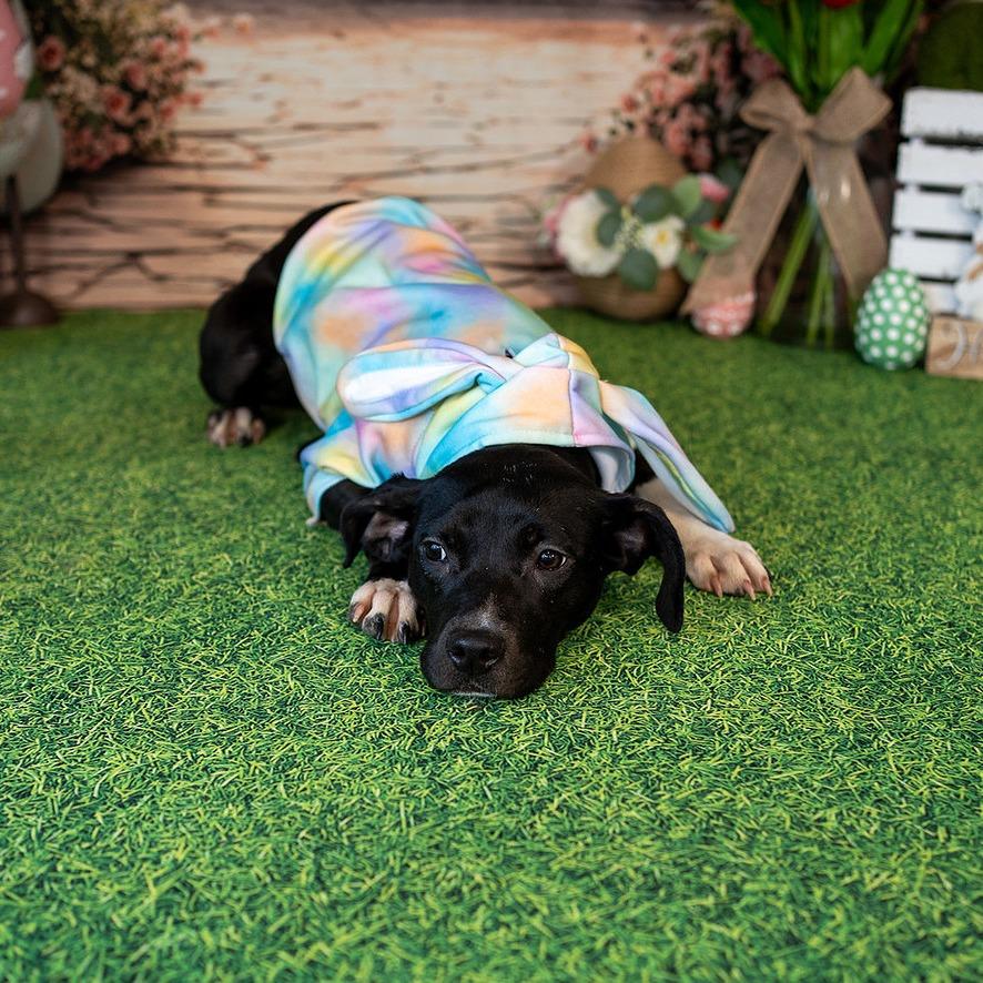 Enlarge Karga, a Adoptable Mixed Breed in Aberdeen, NC image 2/5