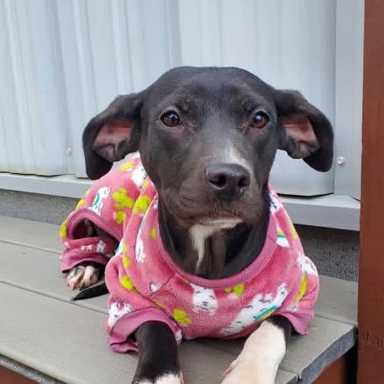 Enlarge Karga, a Adoptable Mixed Breed in Aberdeen, NC image 3/5