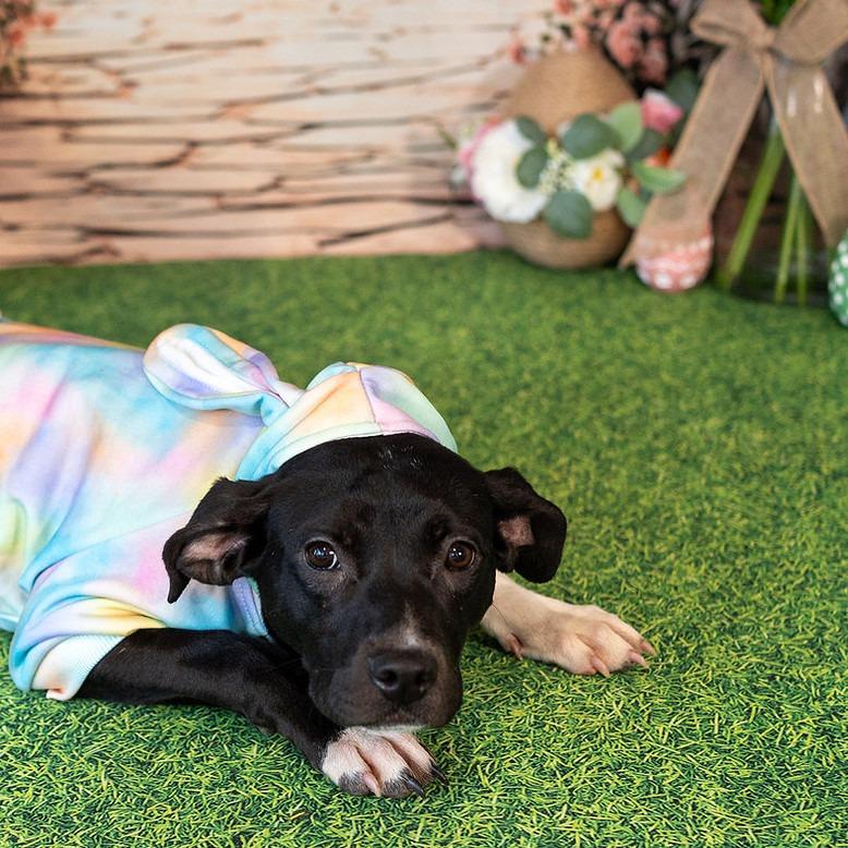 Enlarge Karga, a Adoptable Mixed Breed in Aberdeen, NC image 4/5