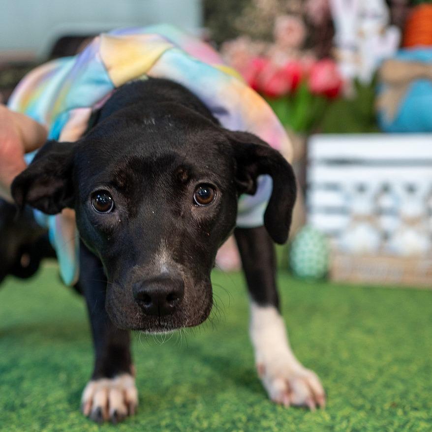 Enlarge Karga, a Adoptable Mixed Breed in Aberdeen, NC image 5/5