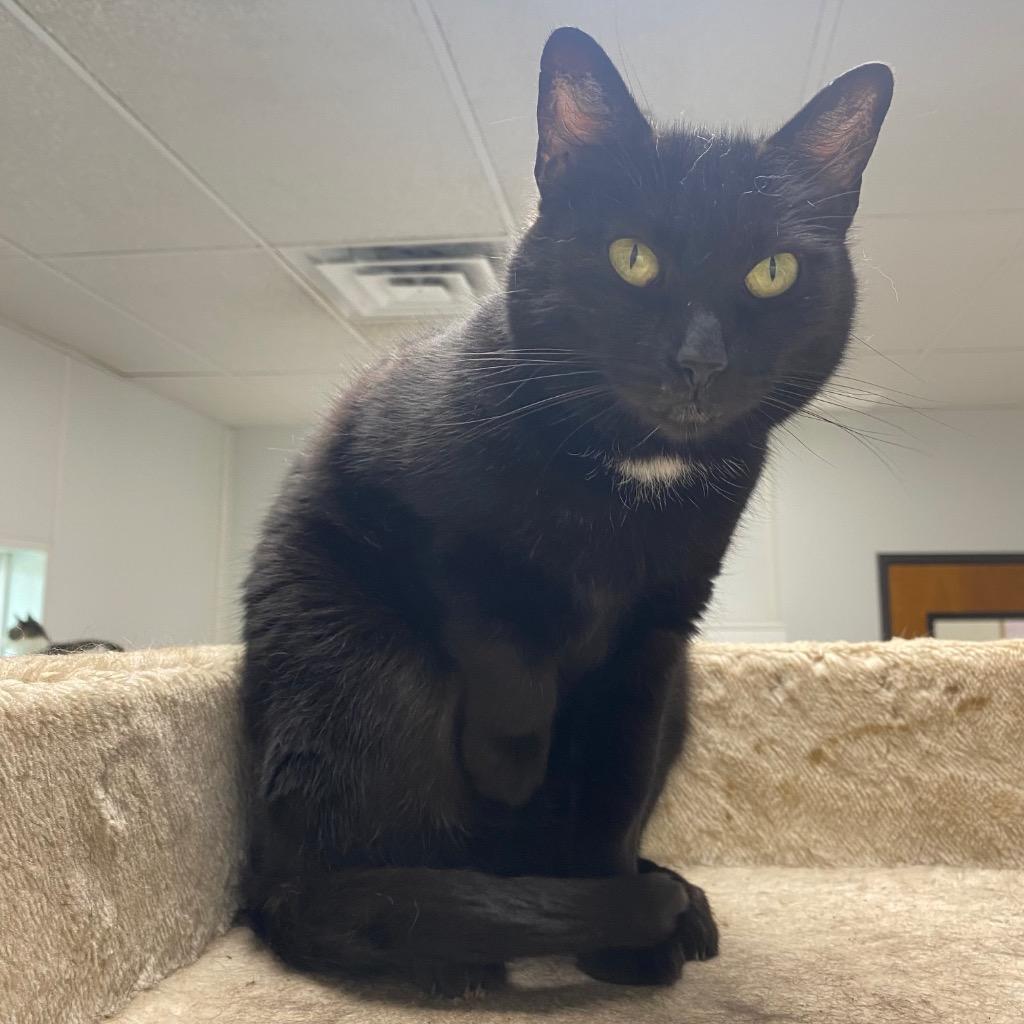 Mable, Adoptable, Young Female Domestic Short Hair.
