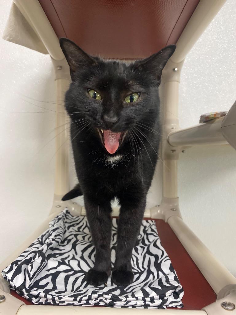 Mable, Adoptable, Young Female Domestic Short Hair.