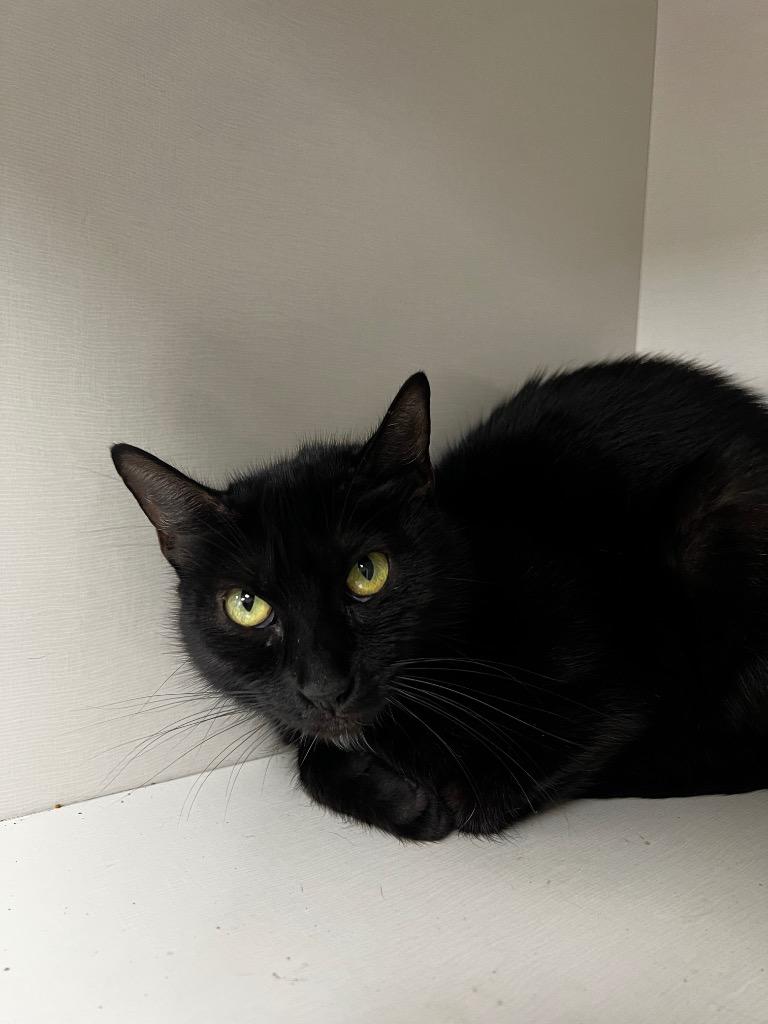 Mable, a Adoptable mixed breed in Corpus Christi, TX image 2/2