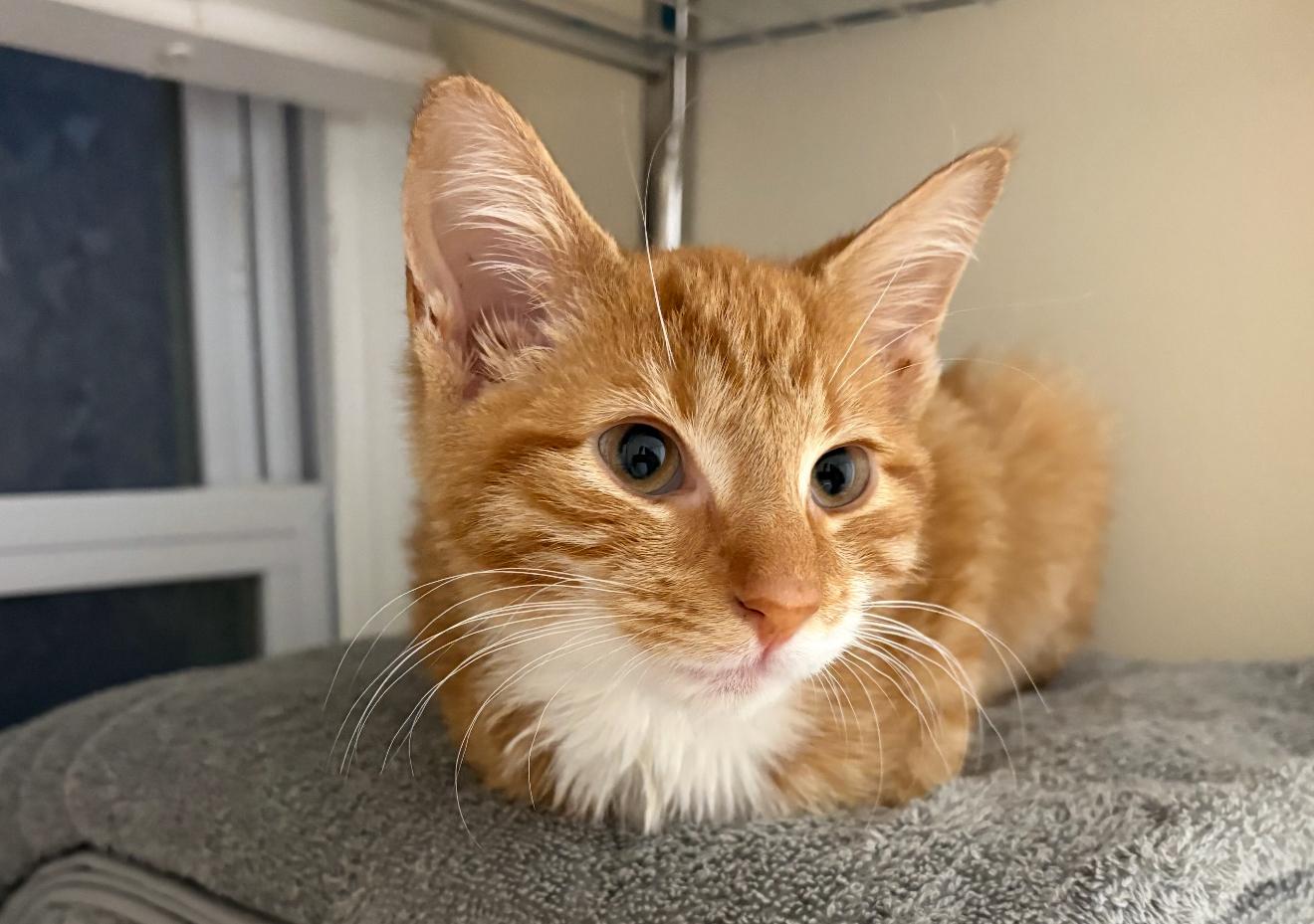 Enlarge Penelope, a Adoptable Domestic Long Hair in Nutley, NJ image 4/4