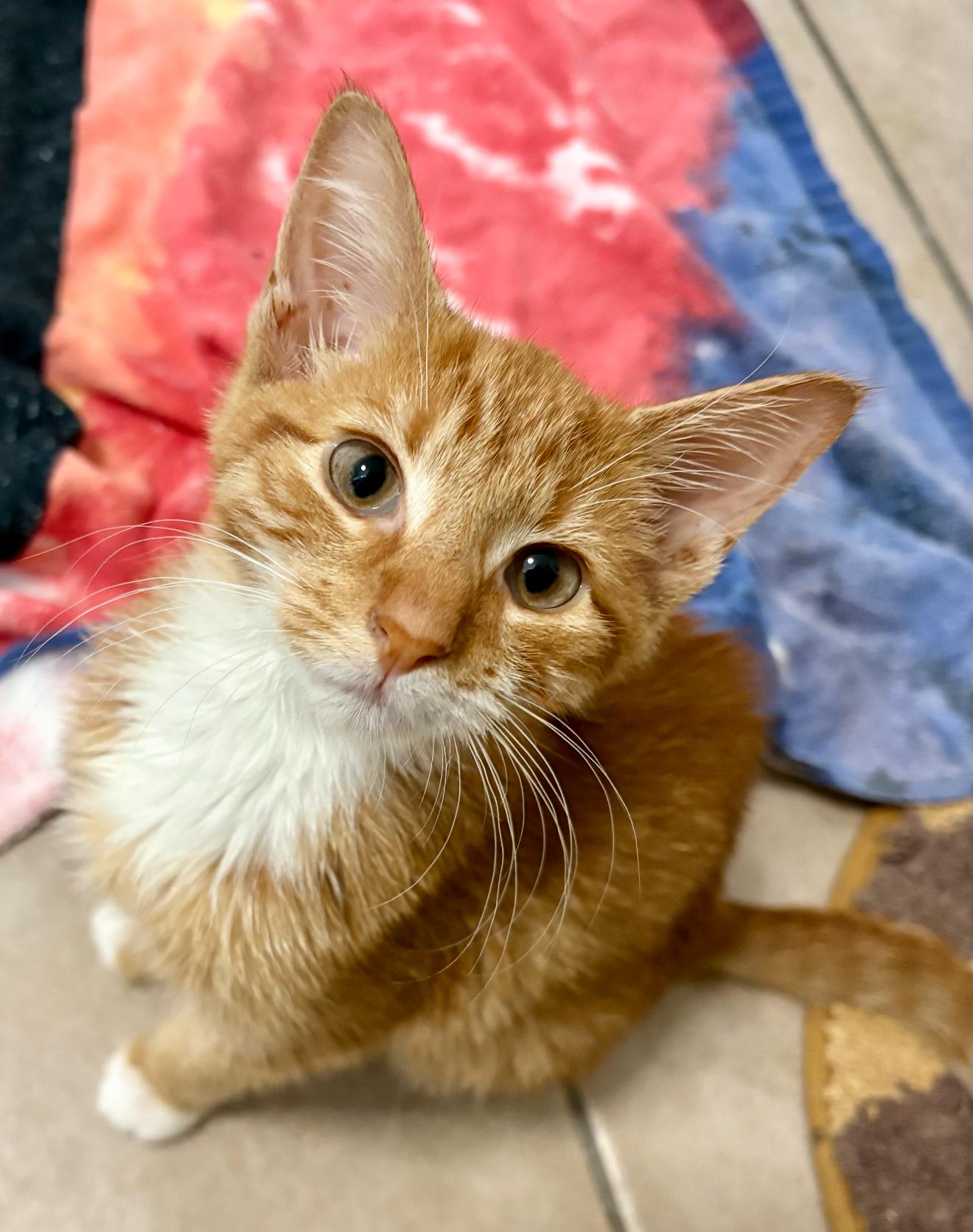 Enlarge Penelope, a Adoptable Domestic Long Hair in Nutley, NJ image 1/4