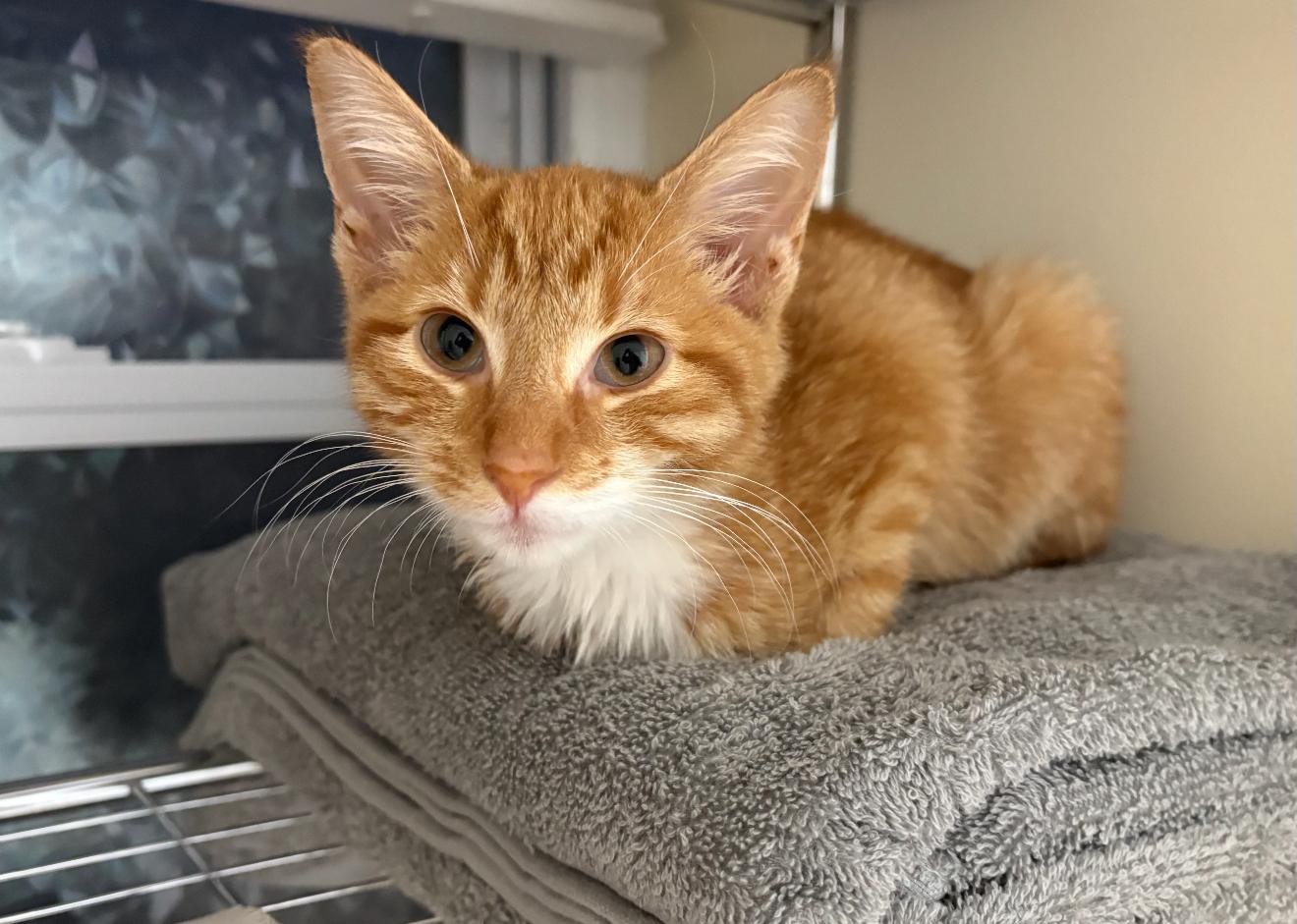 Enlarge Penelope, a Adoptable Domestic Long Hair in Nutley, NJ image 2/4