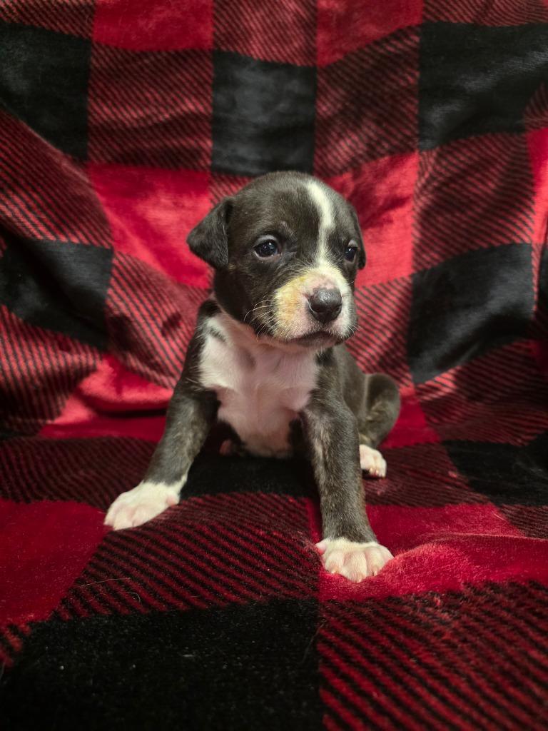 Grinchy, Adoptable, Puppy Male Labrador Retriever & Mixed Breed.